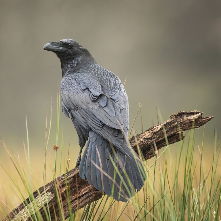 sending a raven