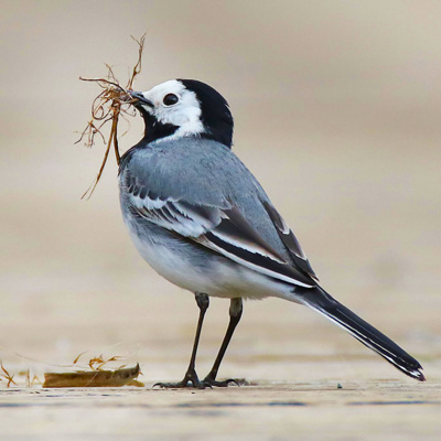 the wagtail's love tale