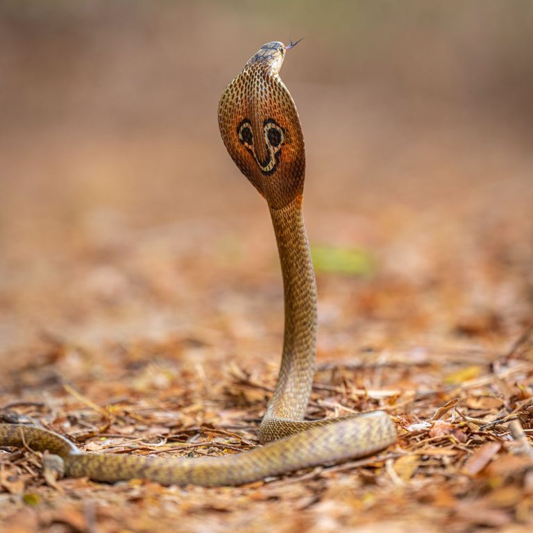 lady of the holy cobra