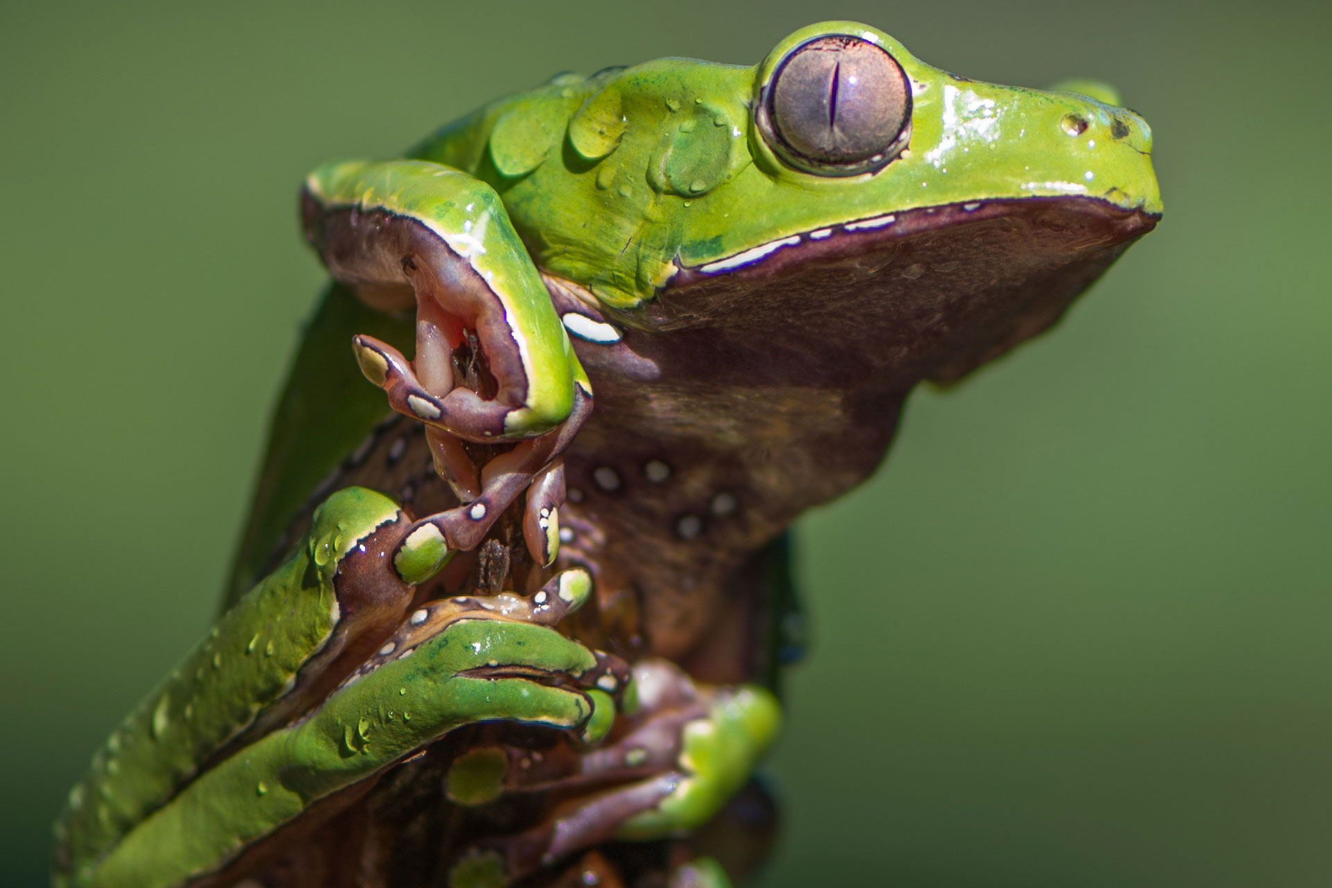 spirit of kambo oh for frog's sake