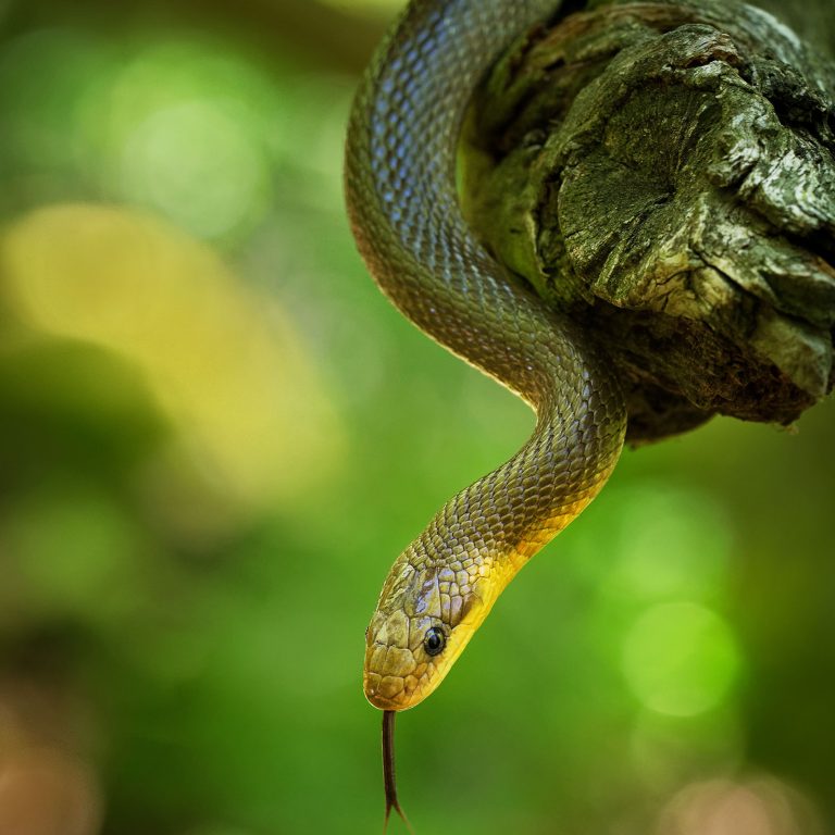the serpent holder