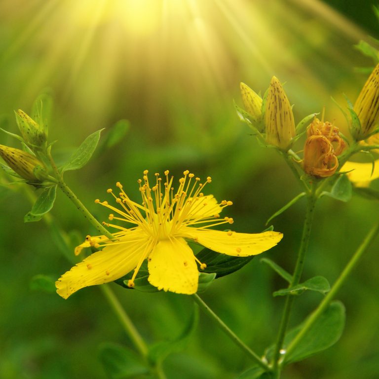 the king of herbs