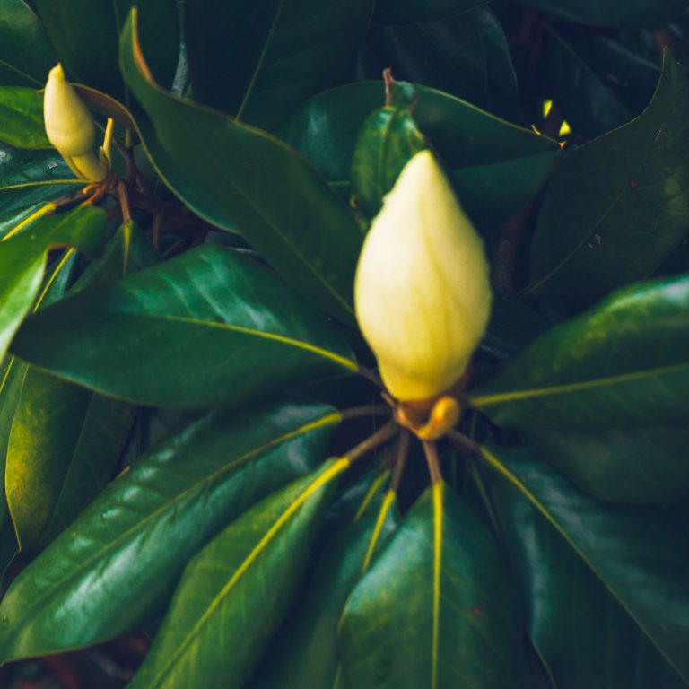 the essence of the natural world