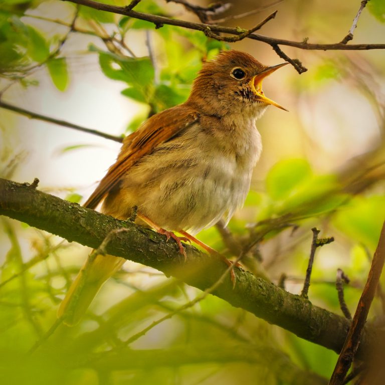 song of the nightingale